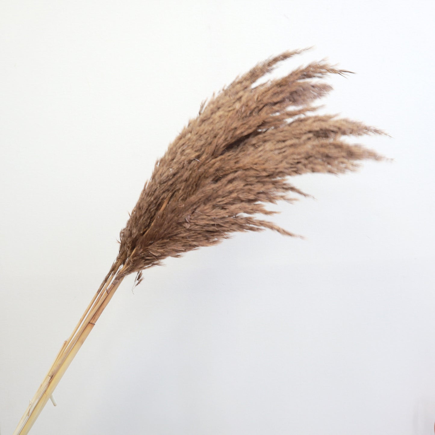 Giant Reeds Grass Brown