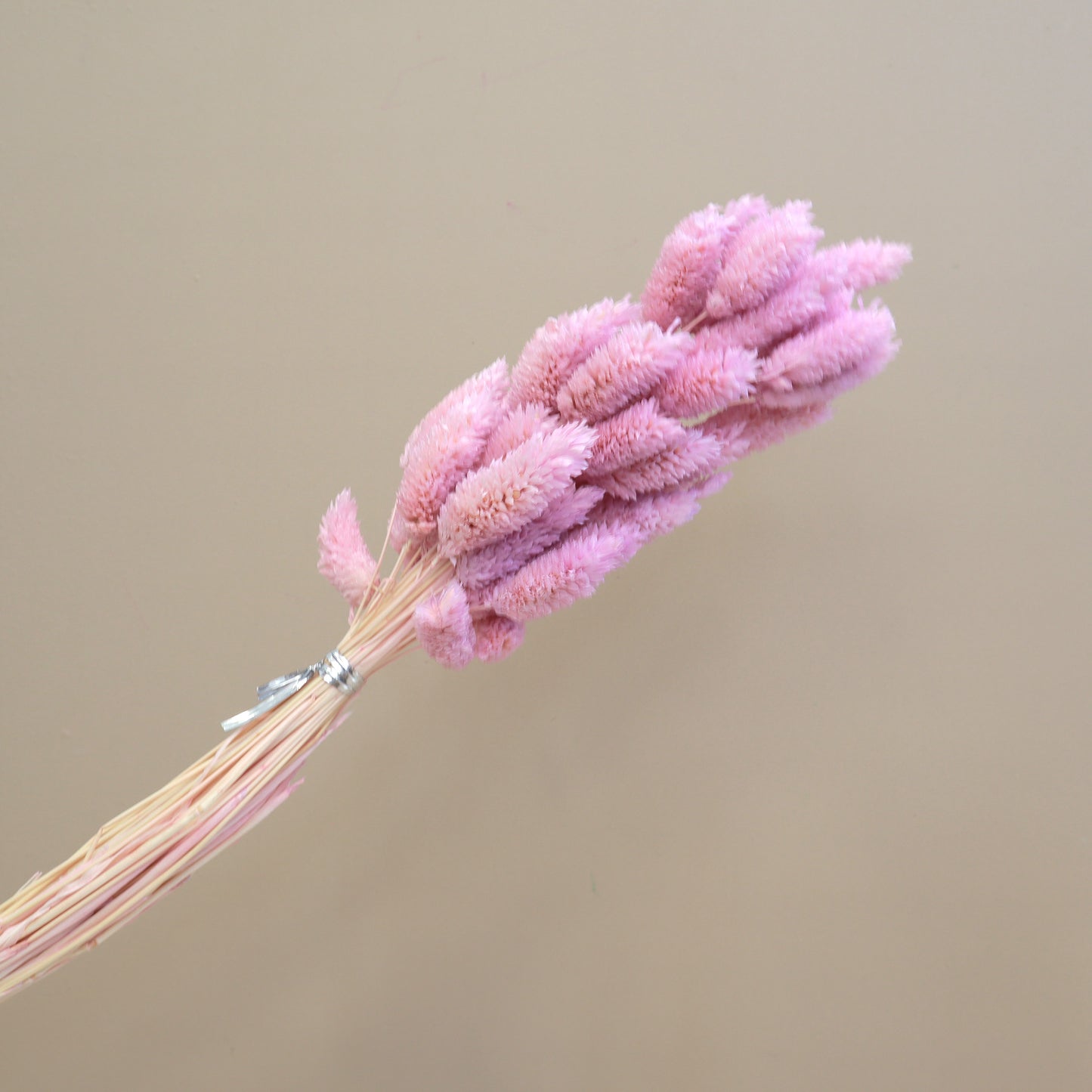 Gem Grass Mauve