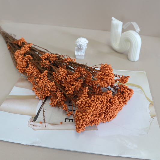 Rice Flower Orange