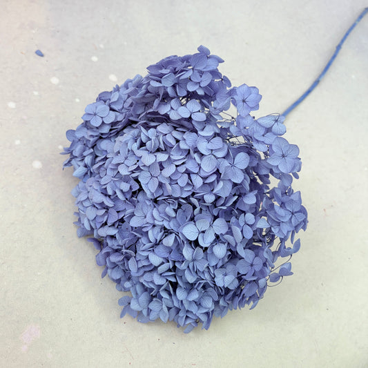 Annabelle Hydrangea Periwinkle Purple