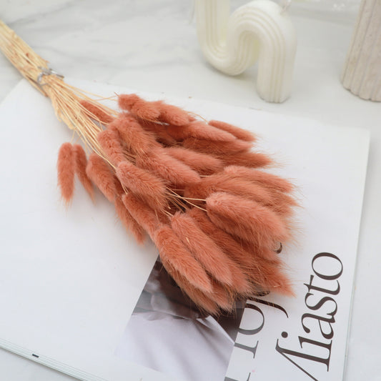Bunny Tails Apricot