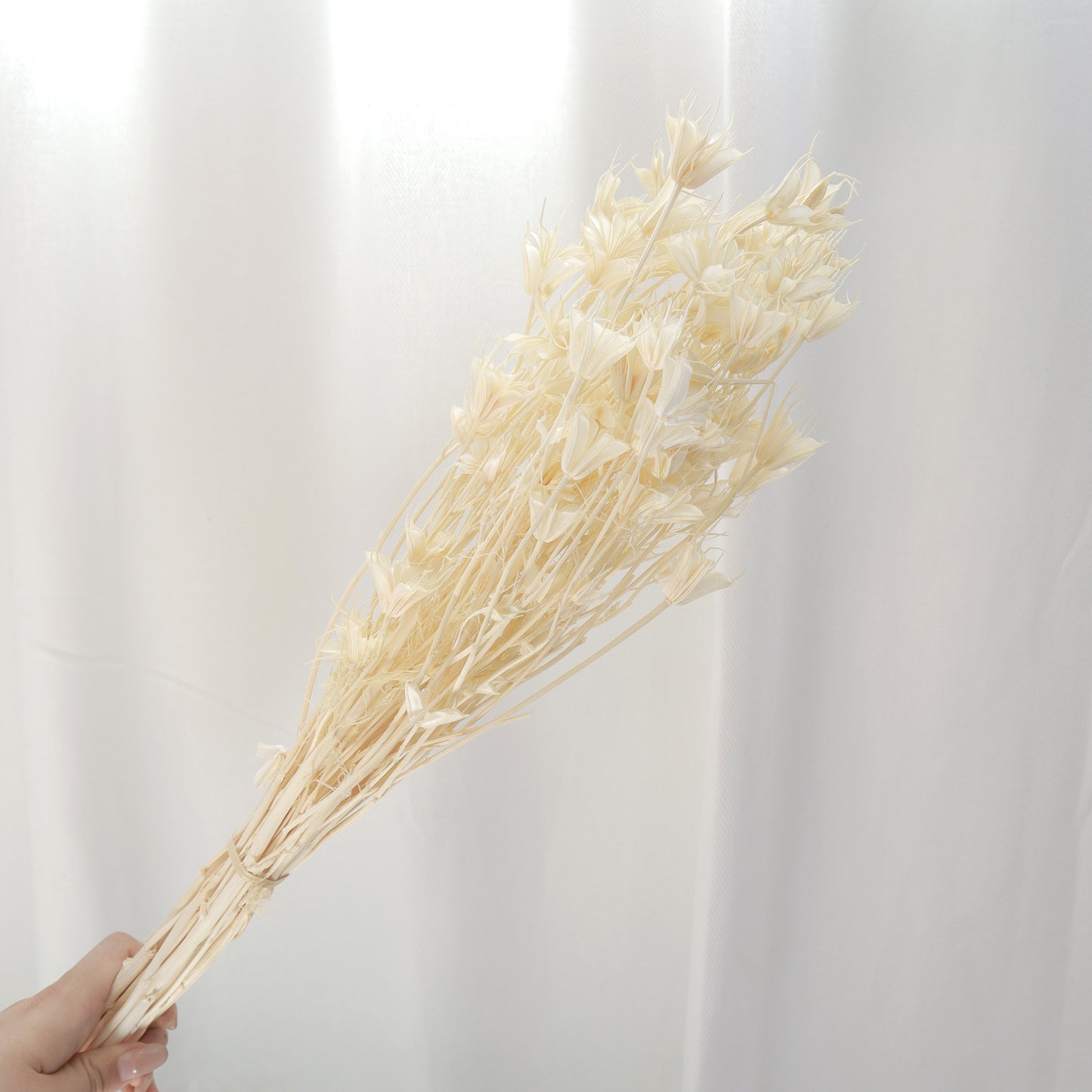 Nigella Creamy White
