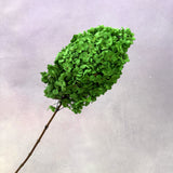 Paniculata Hydrangea Grass Green
