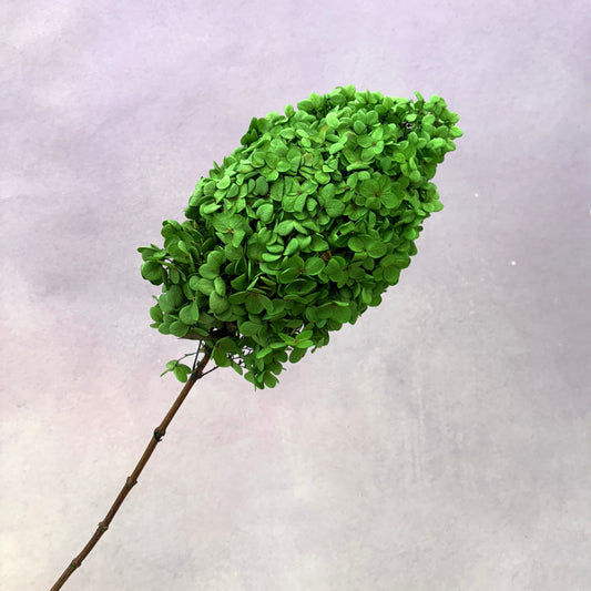 Paniculata Hydrangea Grass Green