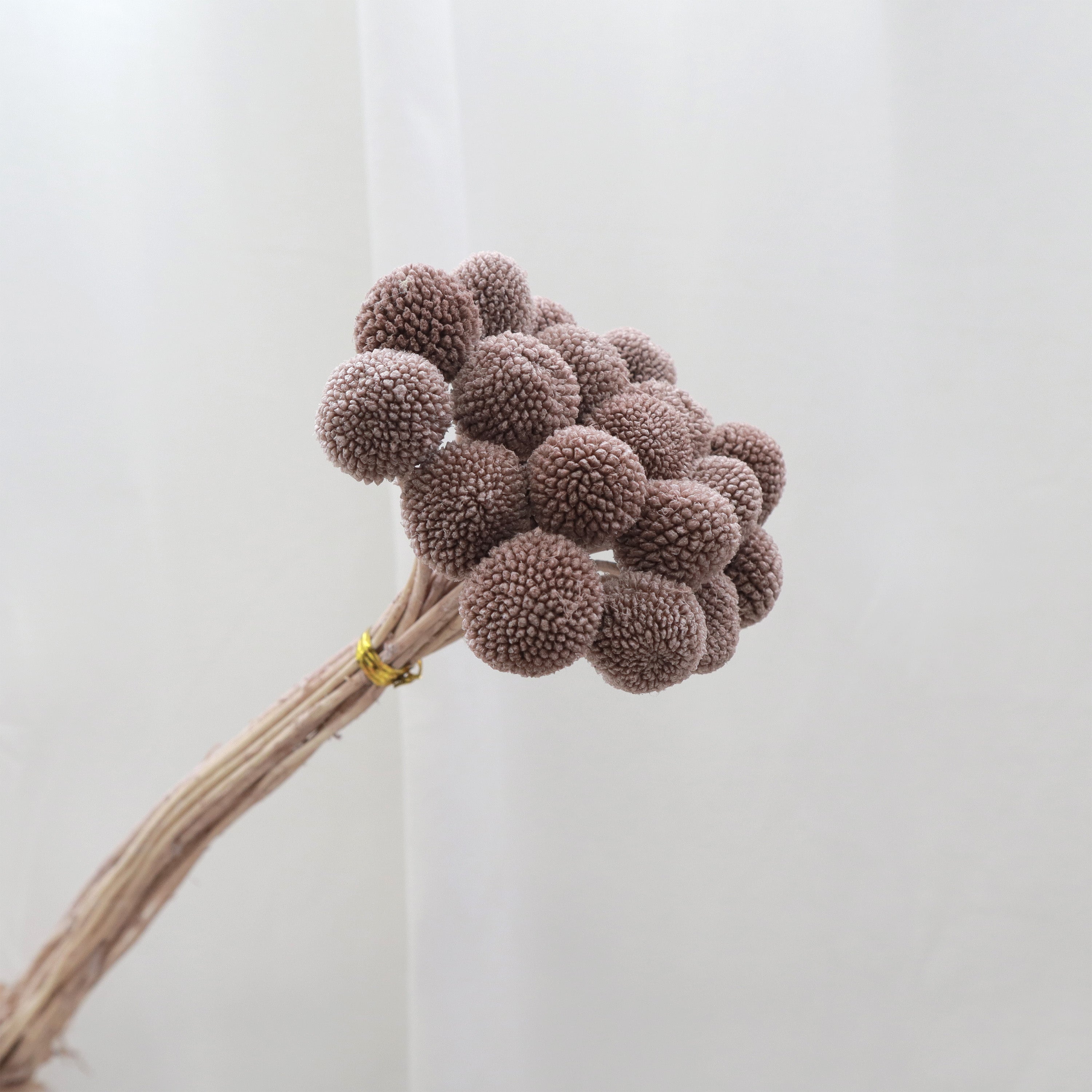 Billy Button Brown