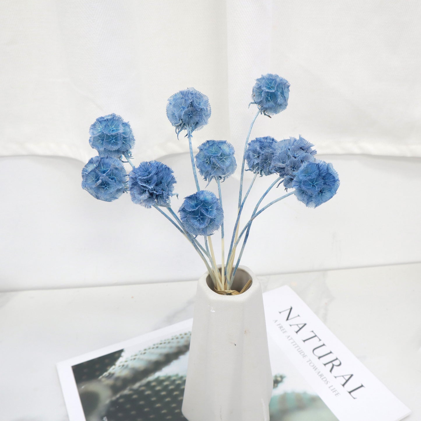 Scabiosa Sea Blue