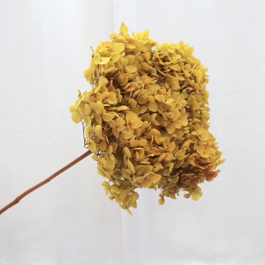 Annabelle Hydrangea Gold Yellow