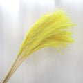 Soft Horsetail Yellow