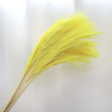 Soft Horsetail Yellow