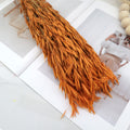 Dried Oat Orange