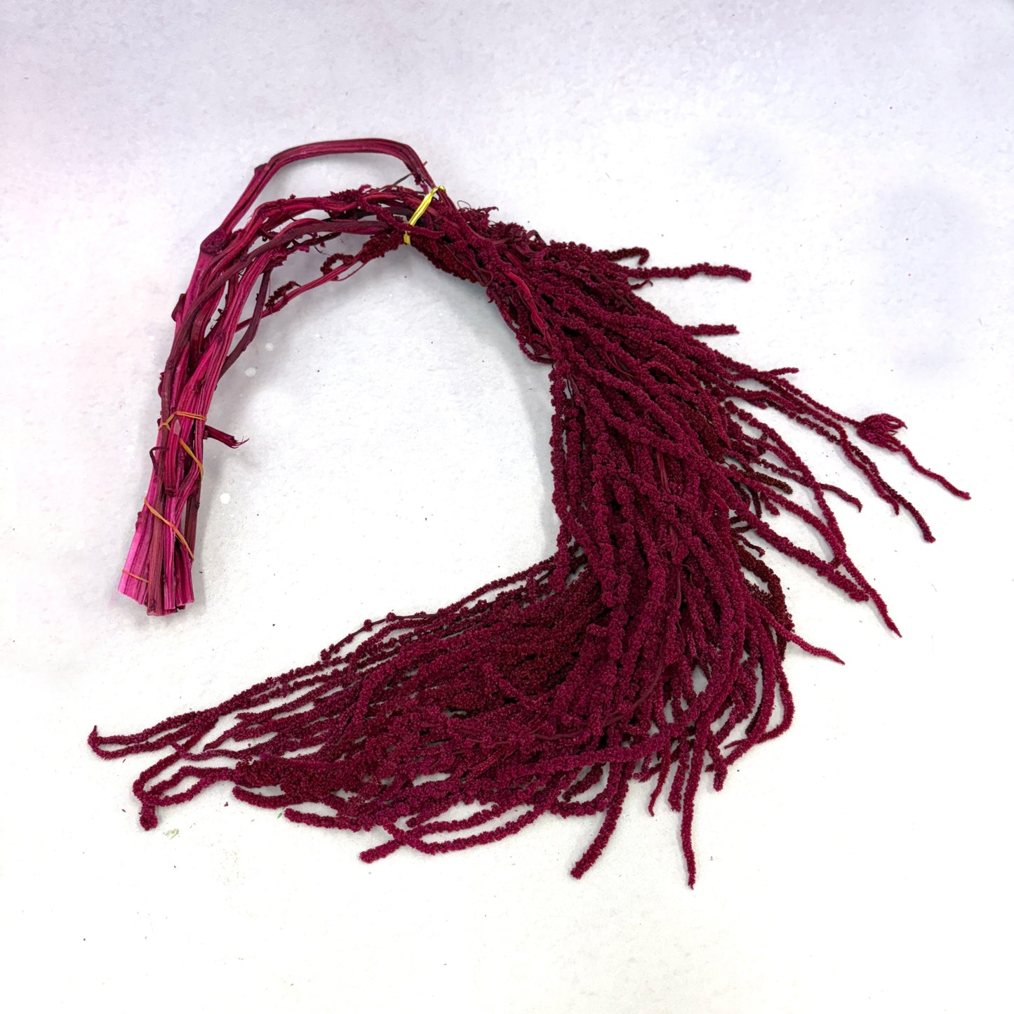 Amaranthus Burgundy