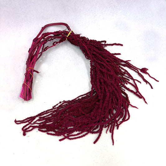 Amaranthus Burgundy