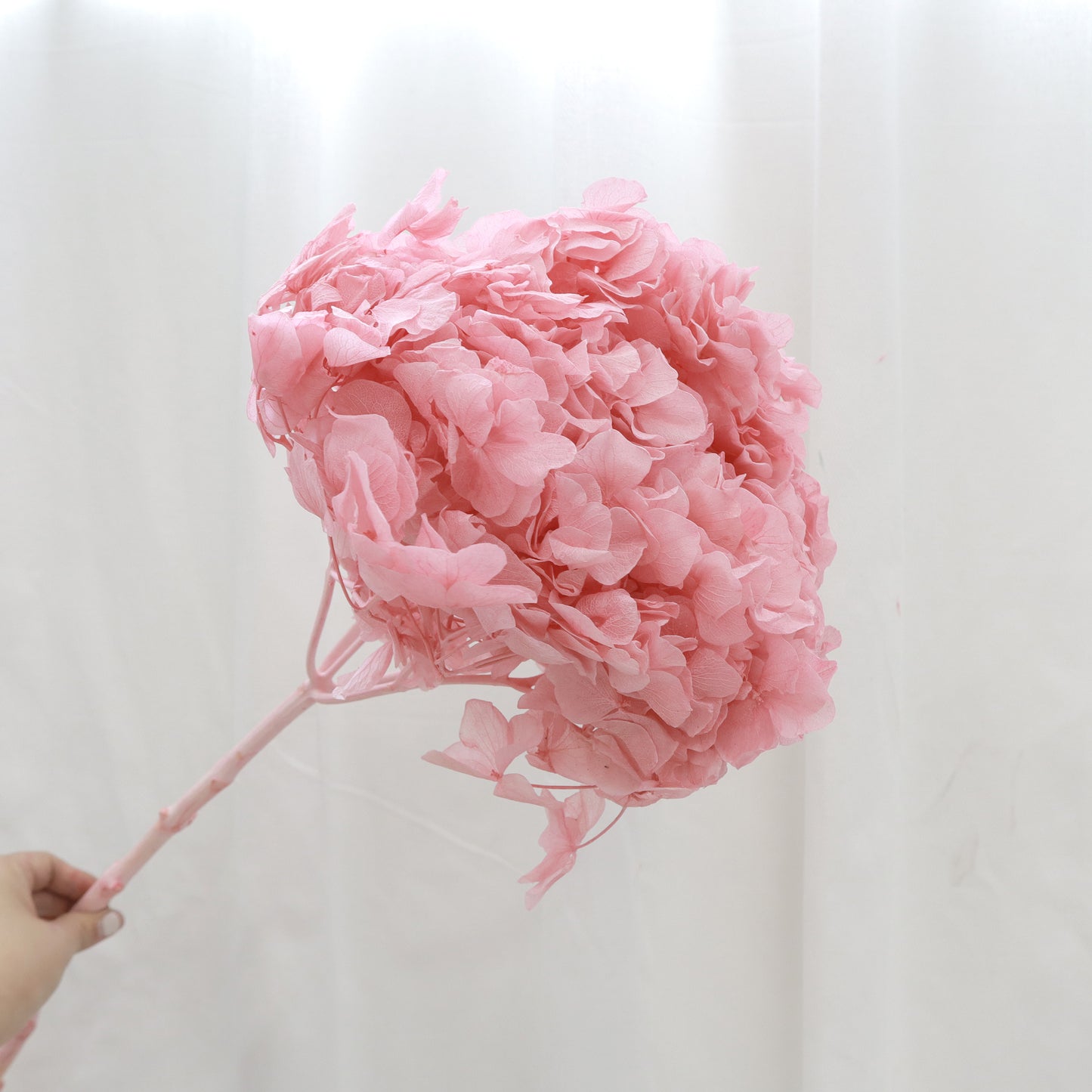 Hydrangea Bigleaf Brink Pink