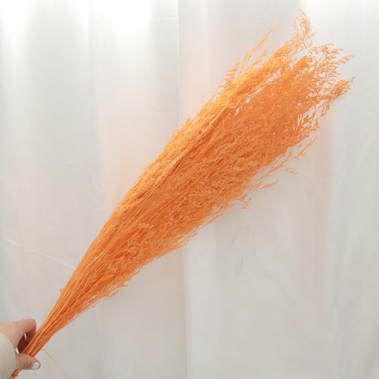 Misty Bleached Light Orange
