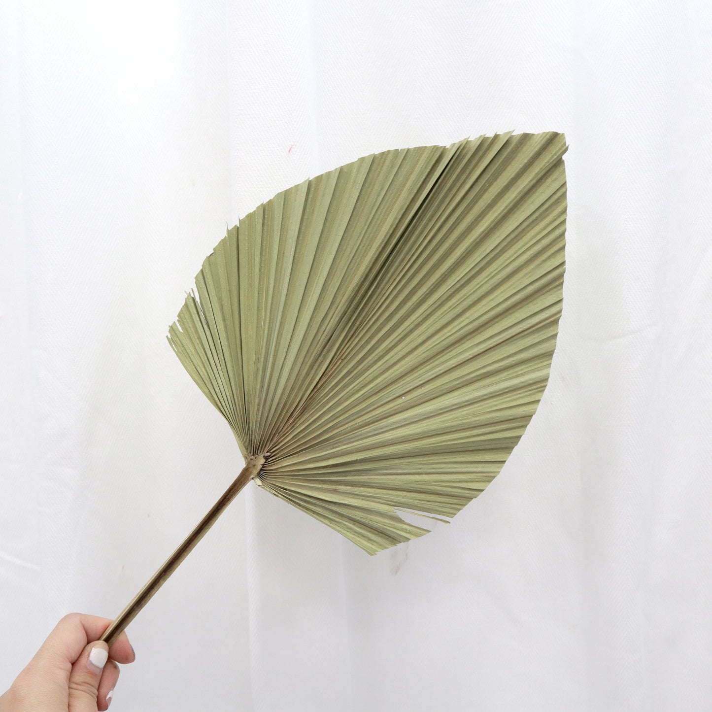 Palm Leaf Medium Natural