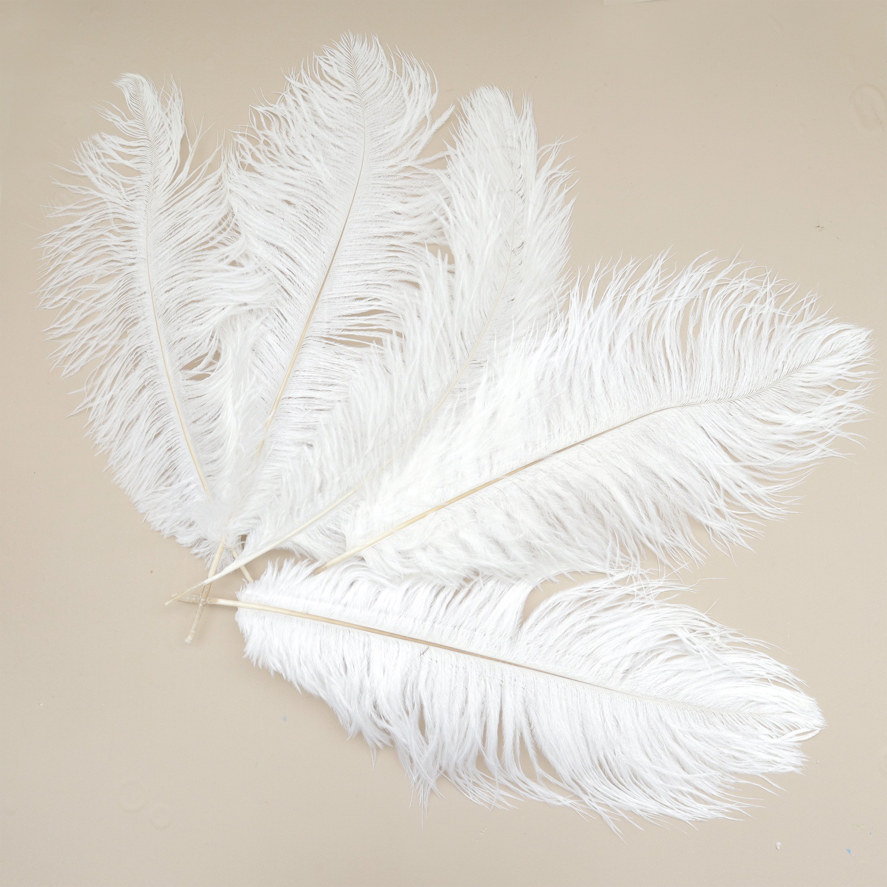 5 pcs Ostrich Feathers White