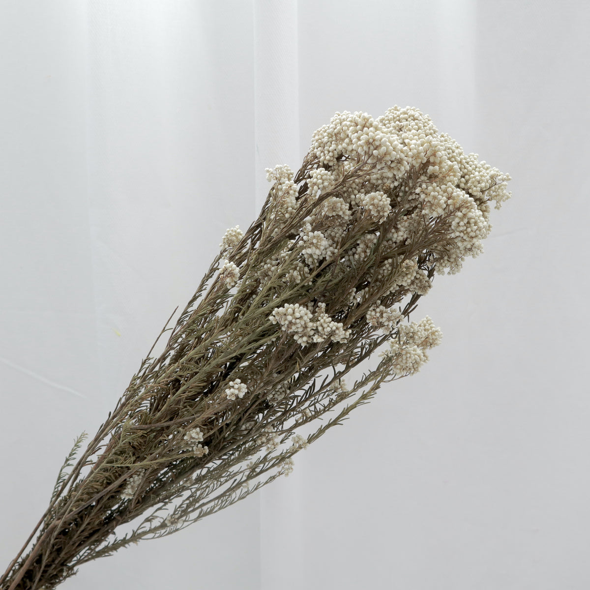 African Rice Flower Rice Flower Natural – Floral Forest Wholesale