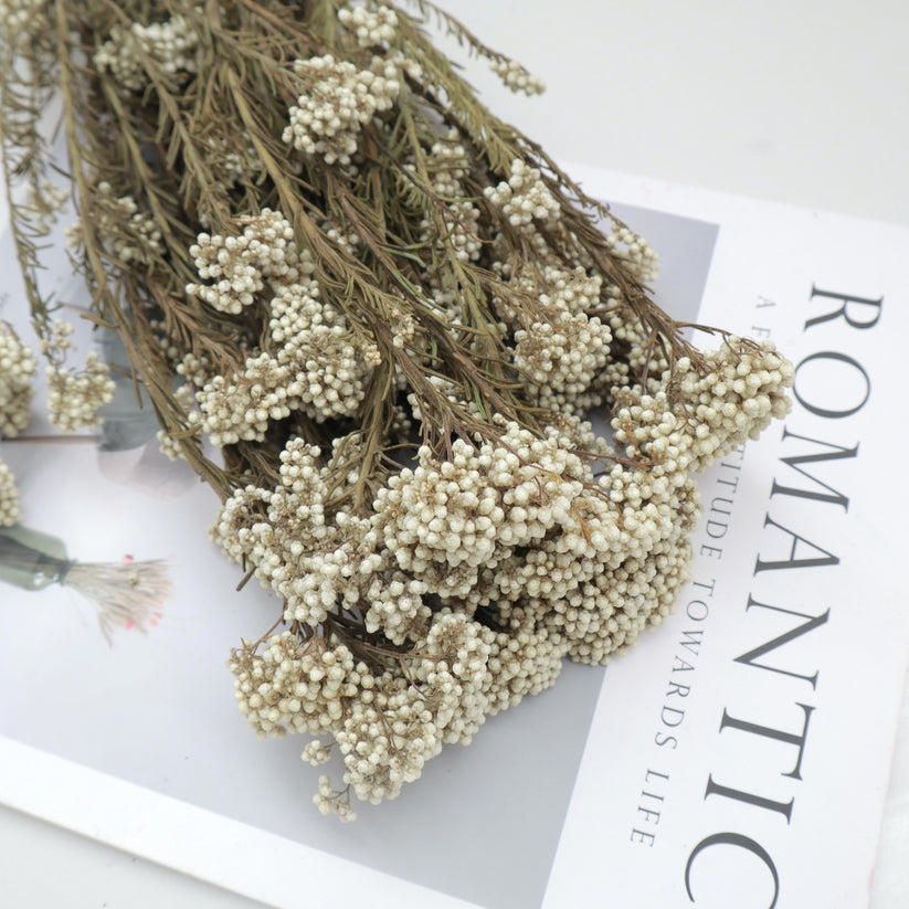 Rice Flower Natural – Floral Forest Wholesale