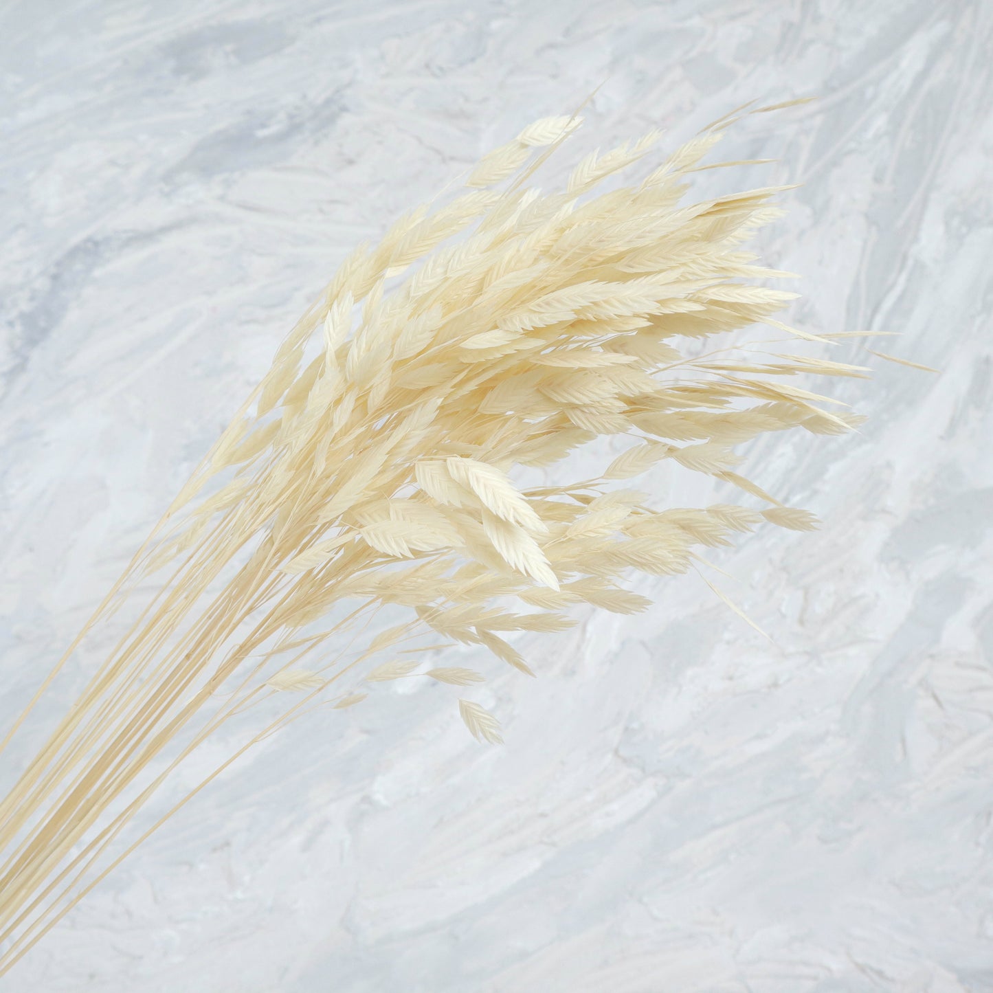 Sea Oats Creamy White