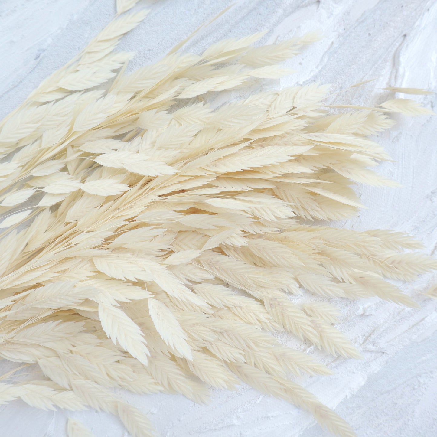 Sea Oats Creamy White