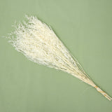 Misty Bleached Creamy White