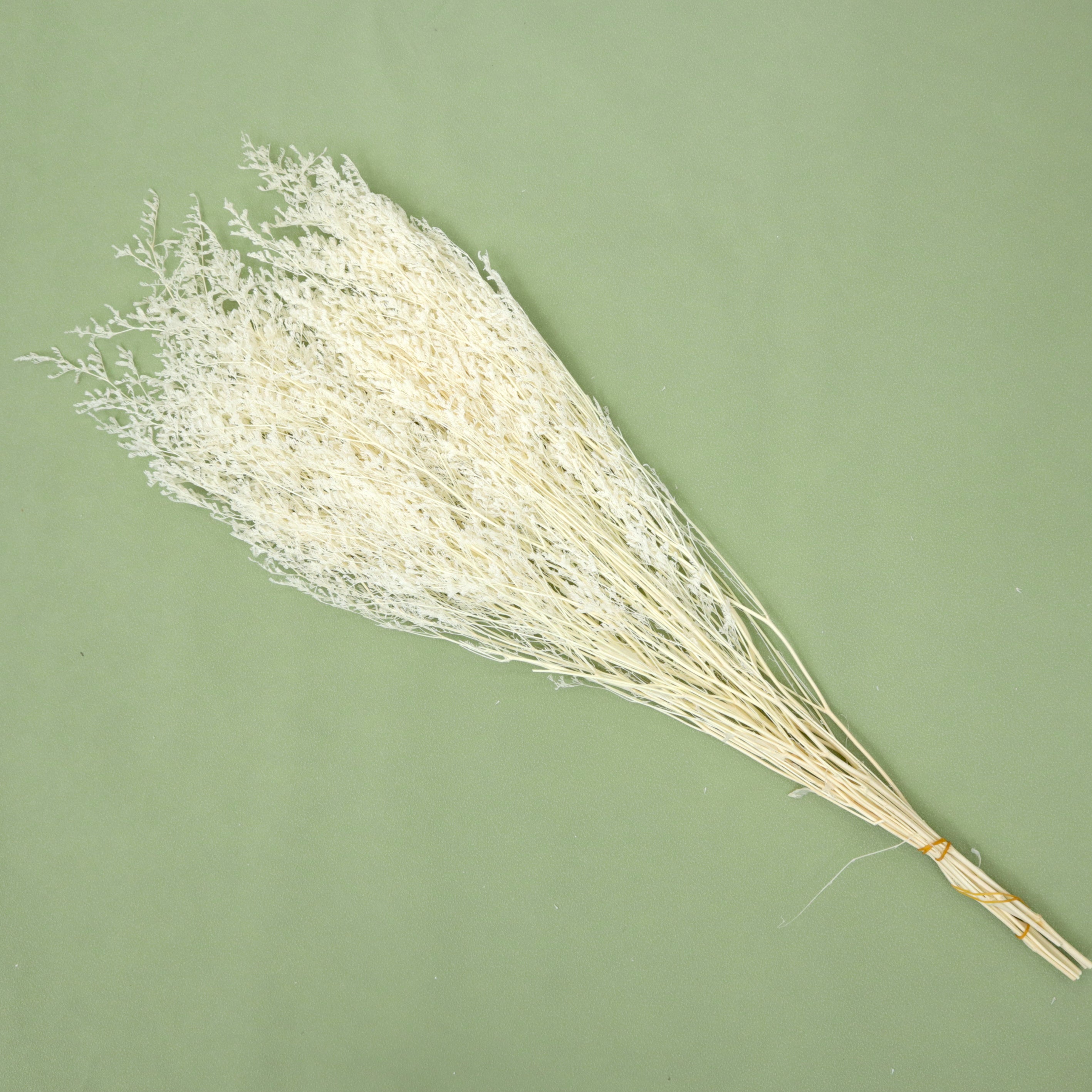 Misty Bleached Creamy White