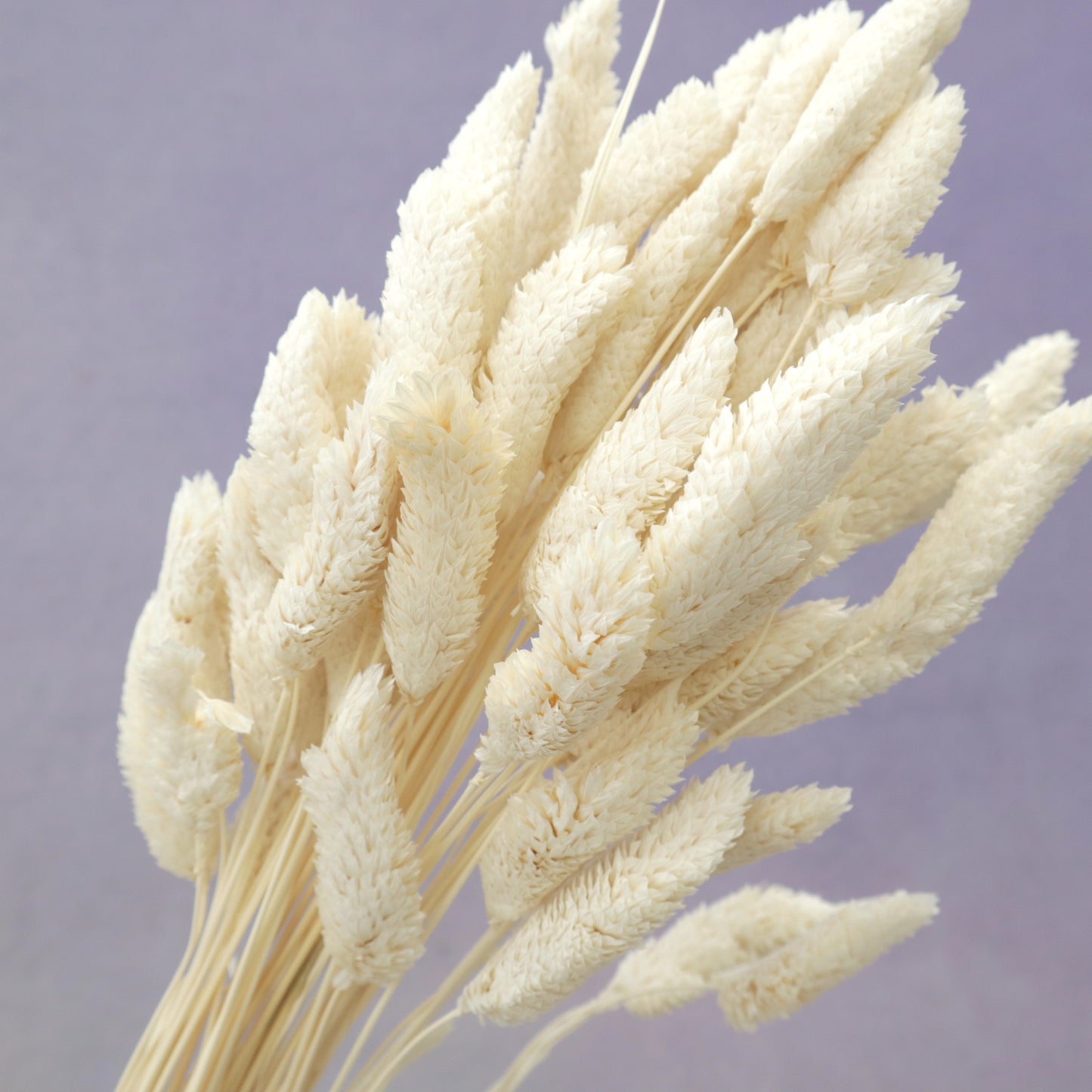 Gem Grass White