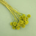 Billy Button Yellow Green