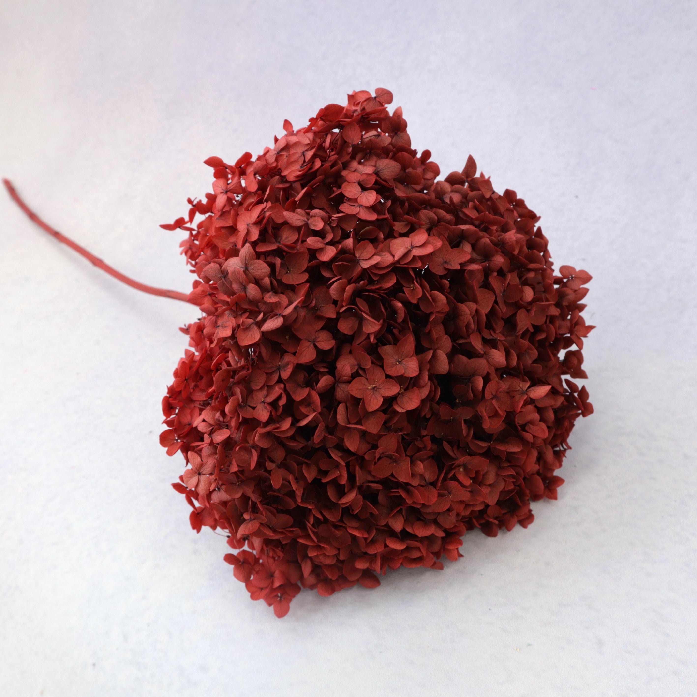 Annabelle Hydrangea Dark Red