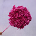 Annabelle Hydrangea Magenta