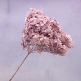 Annabelle Hydrangea Mauve