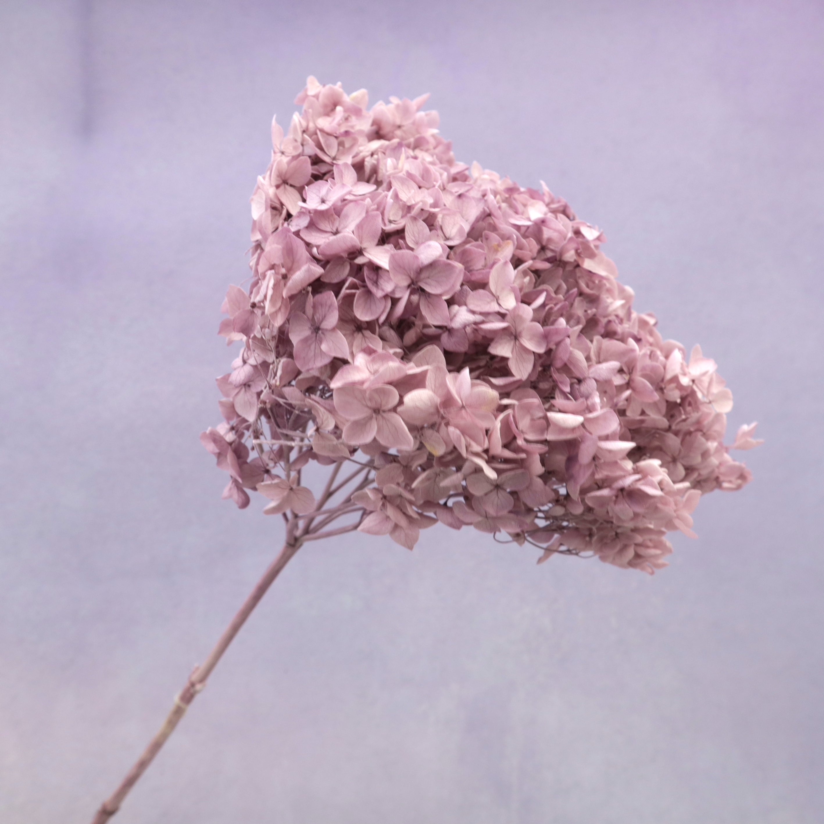Annabelle Hydrangea Mauve