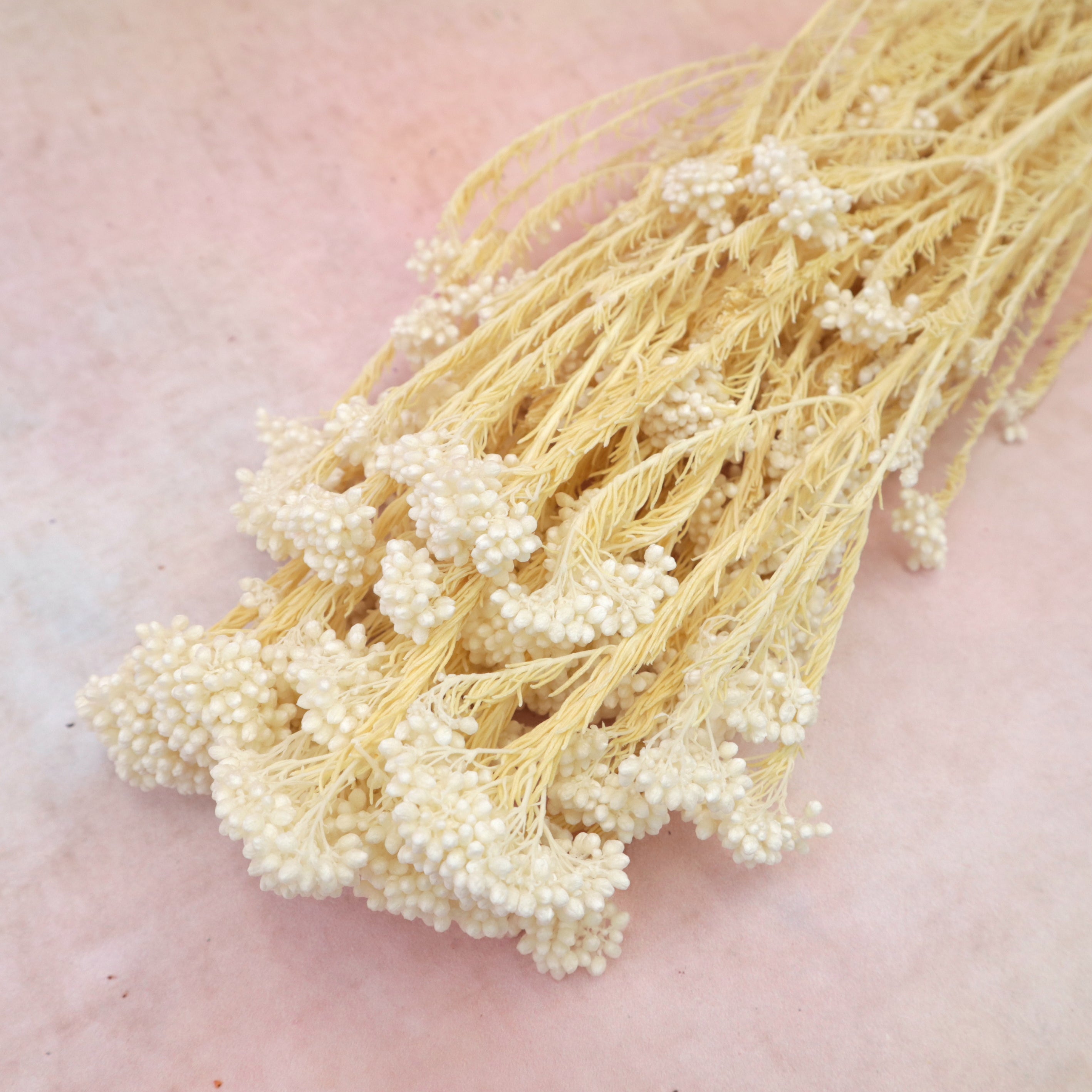 Foosd Rice Flower Rice Flower – Floral Forest Wholesale