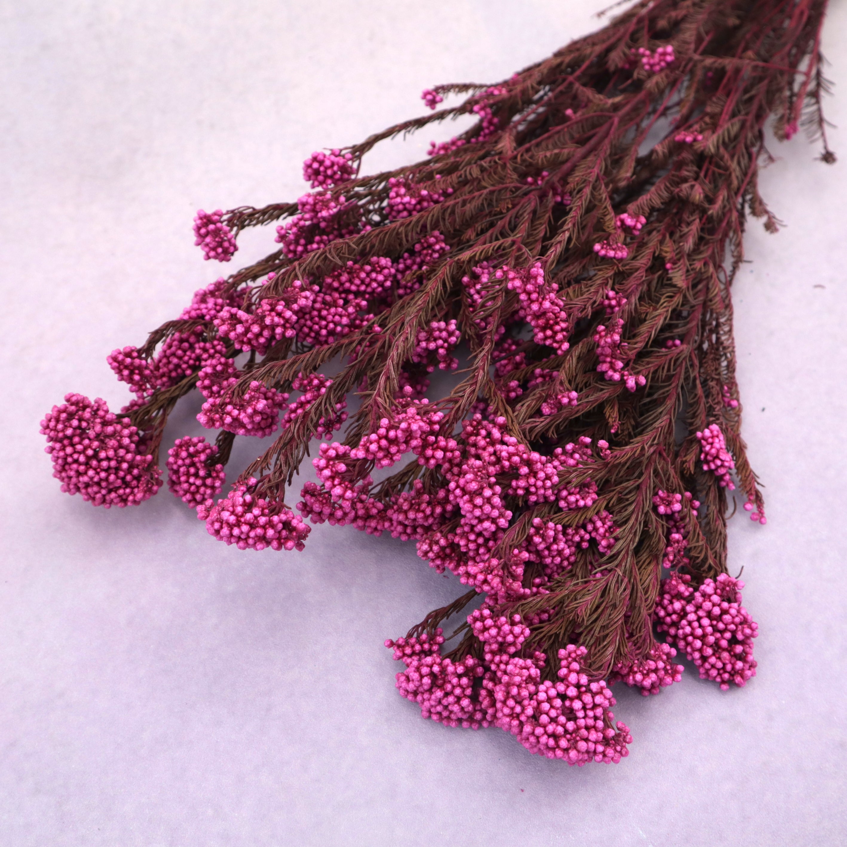 Fringed Rice Flower Rice Flower – Floral Forest Wholesale