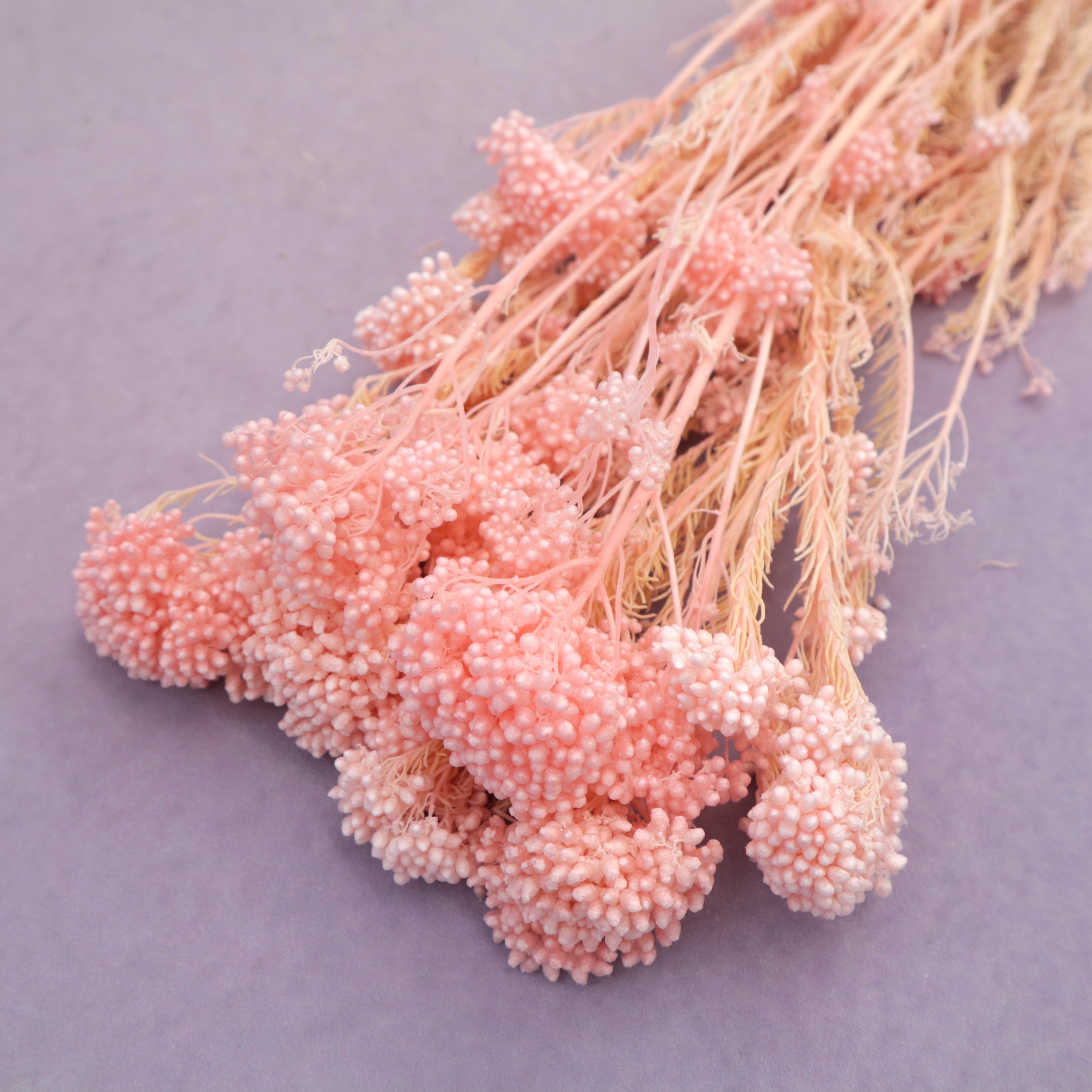 Fringed Rice Flower Rice Flower – Floral Forest Wholesale