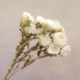 Strawflowers White