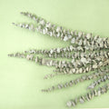 Dollar Gum Natural Dried