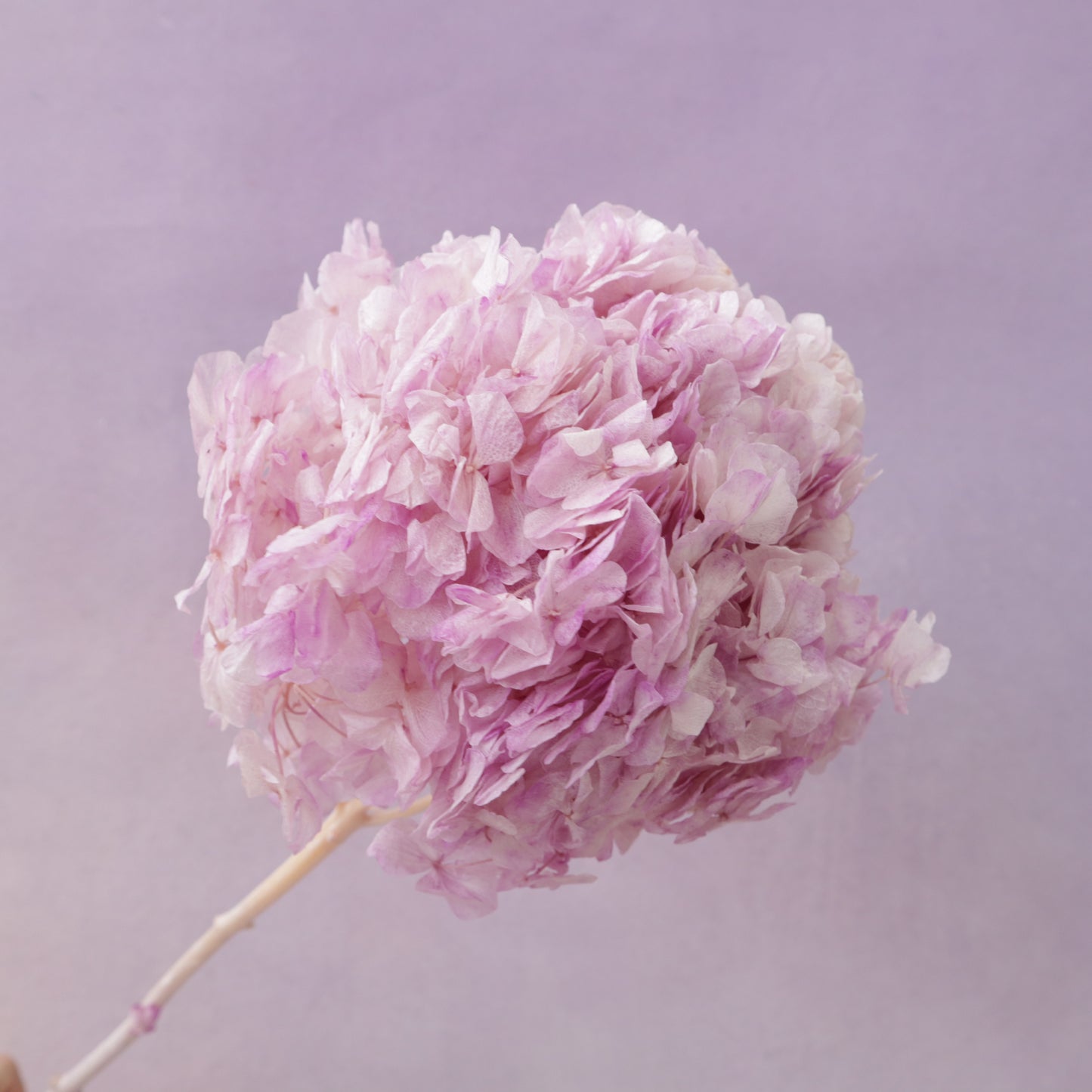 Hydrangea Bigleaf Ombré Mauve