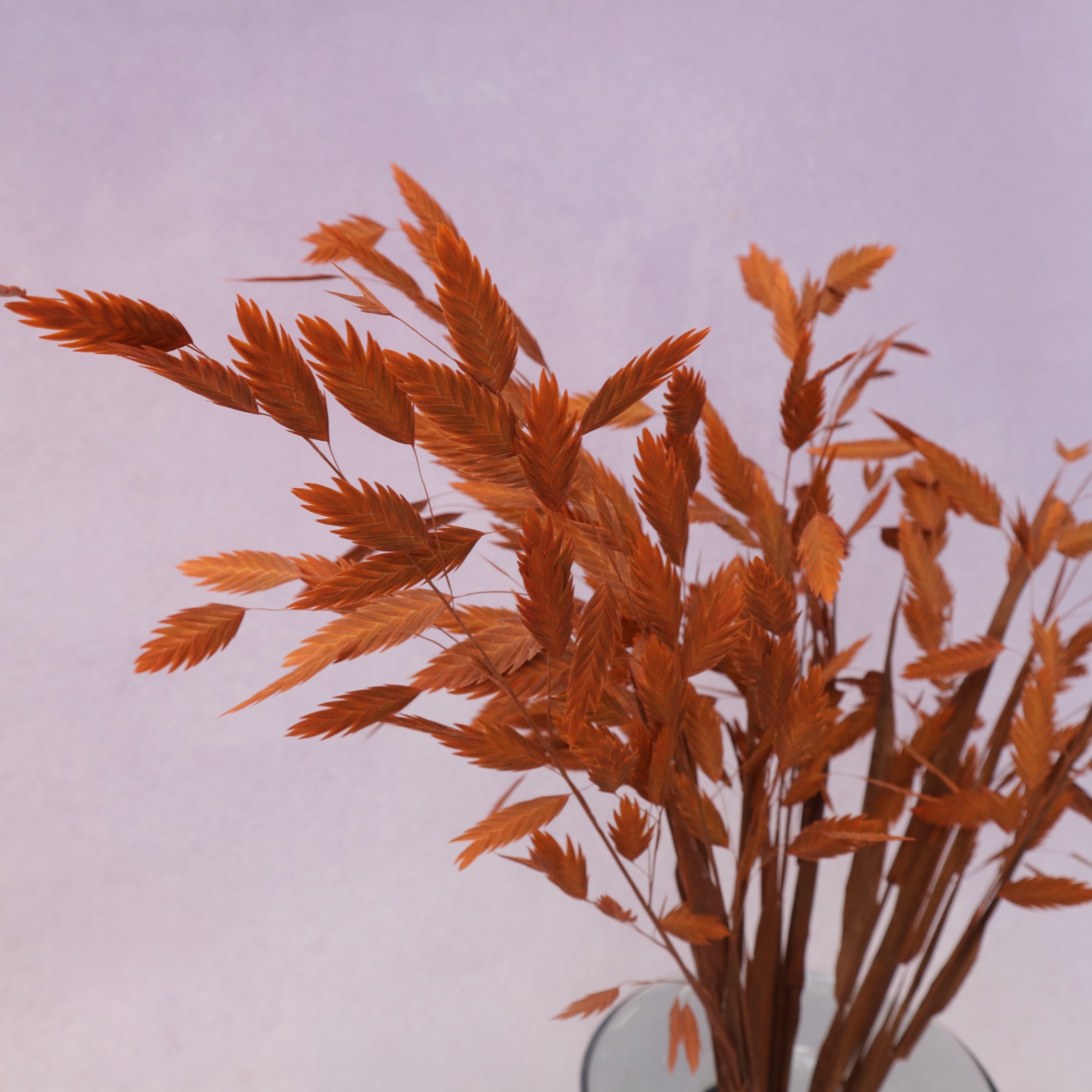 Sea Oats Burnt Orange