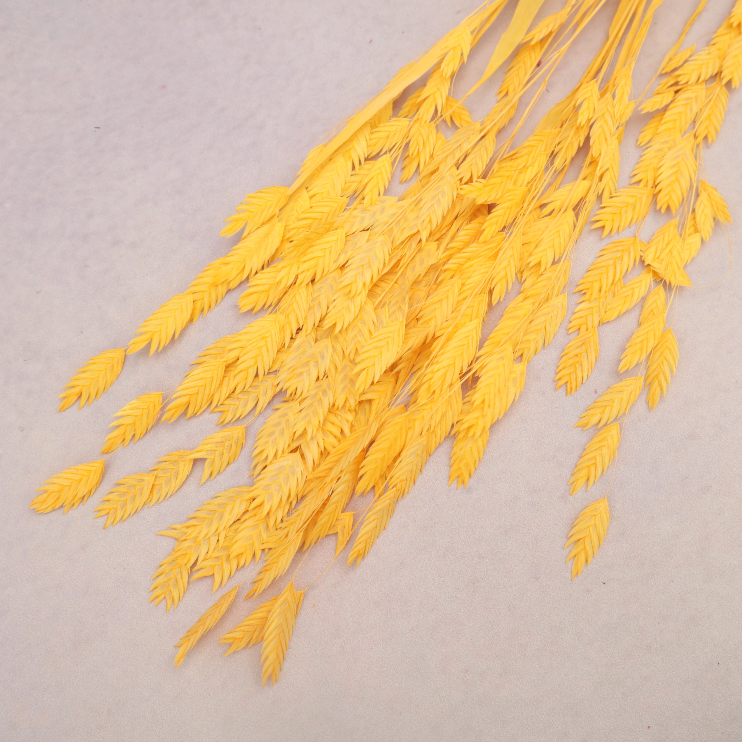 Sea Oats Orange