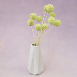 Scabiosa Lime