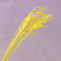 Sea Oats Yellow