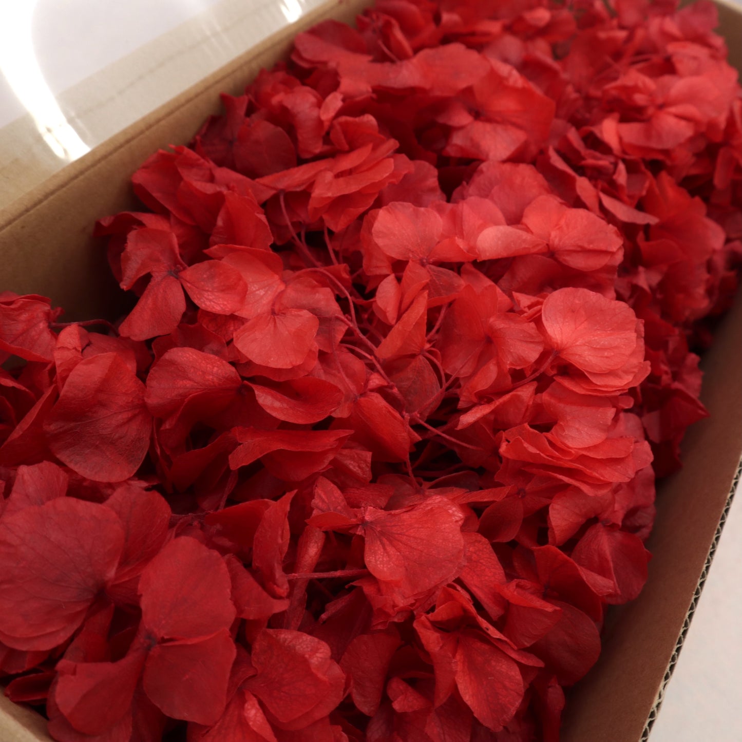 Hydrangea Bigleaf 100g Box Red