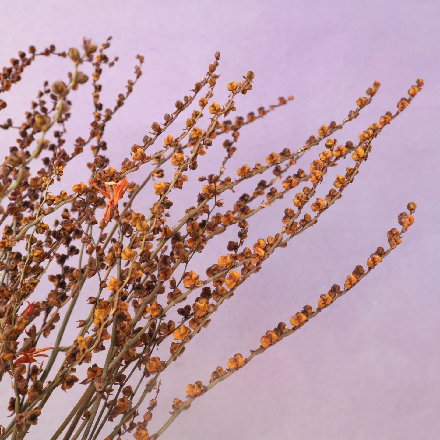 Dried Renanthera (buds)