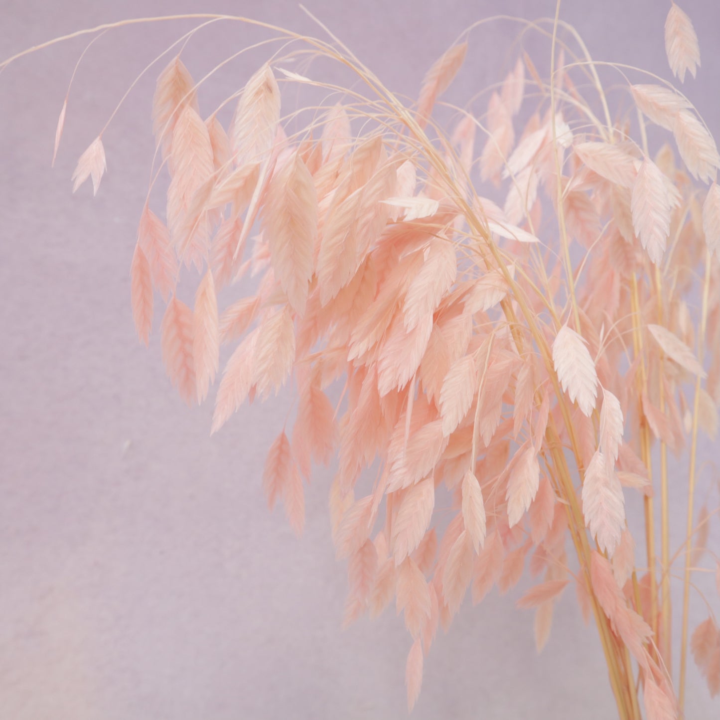 Sea Oats Pastel Pink