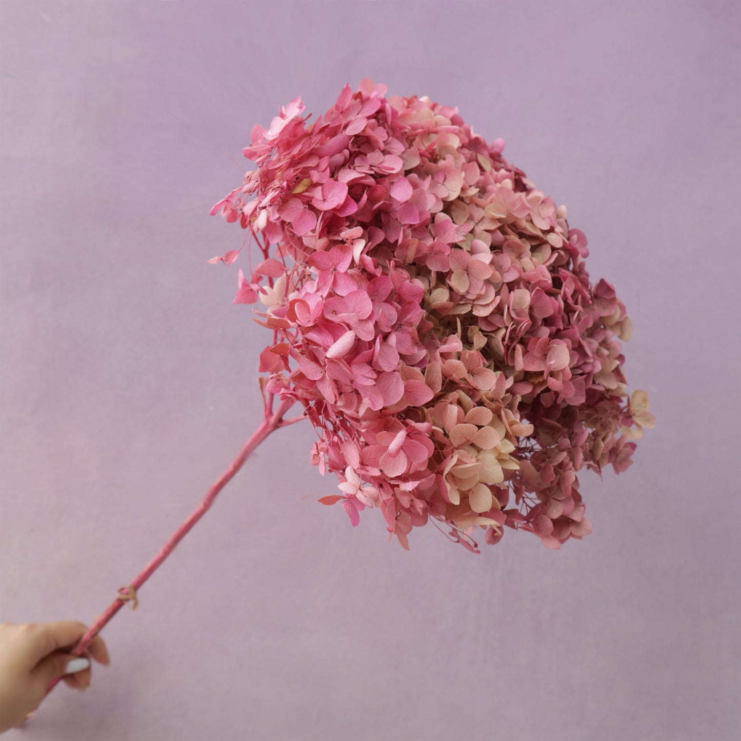 Annabelle Hydrangea Ombre Rose Pink