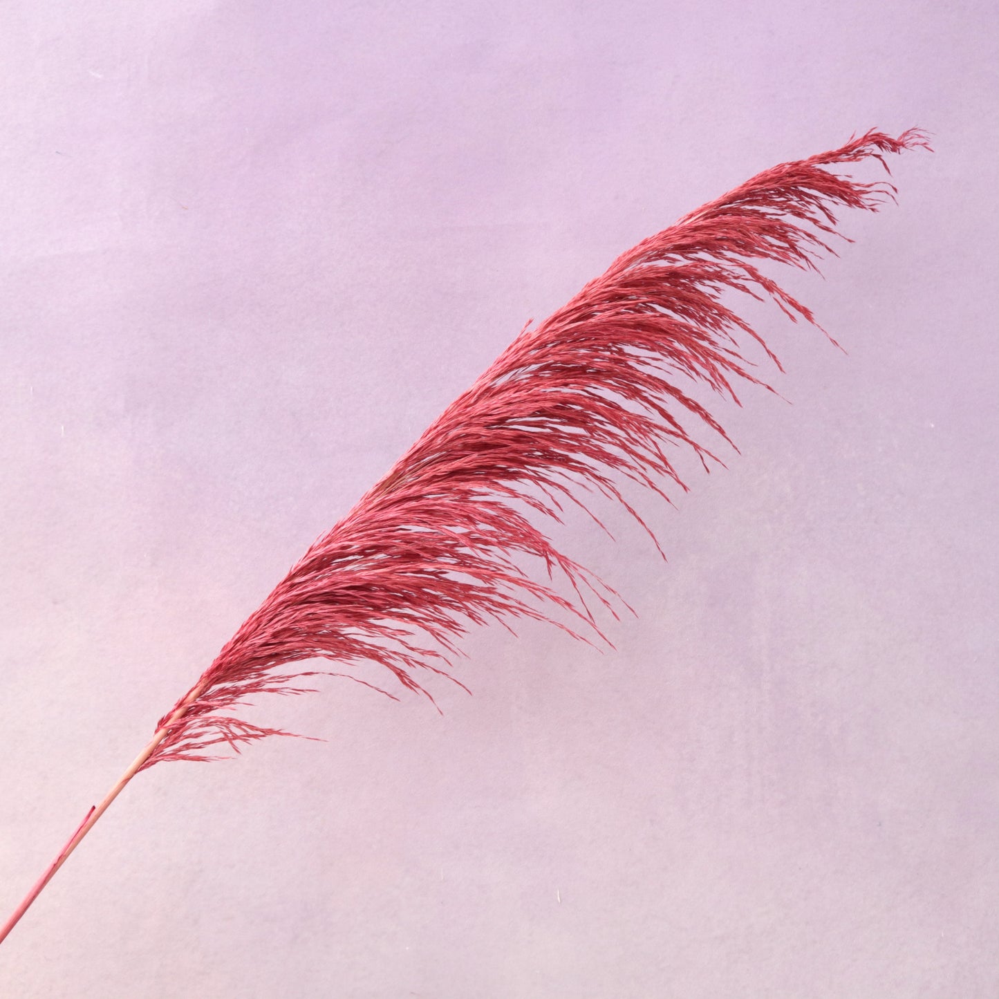 One Side Hanging Pampas Red