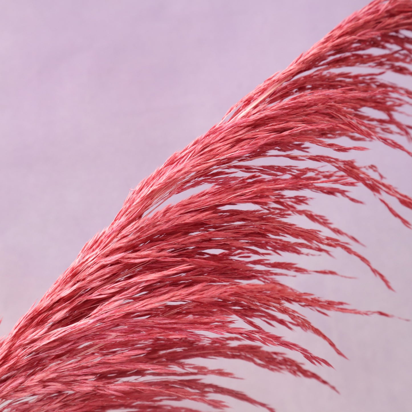 One Side Hanging Pampas Red