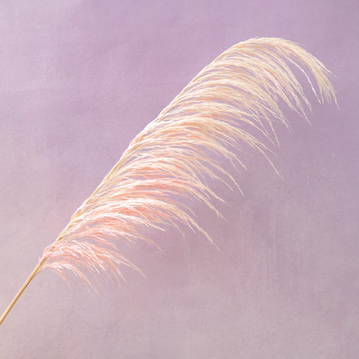 One Side Hanging Pampas Pale Pink
