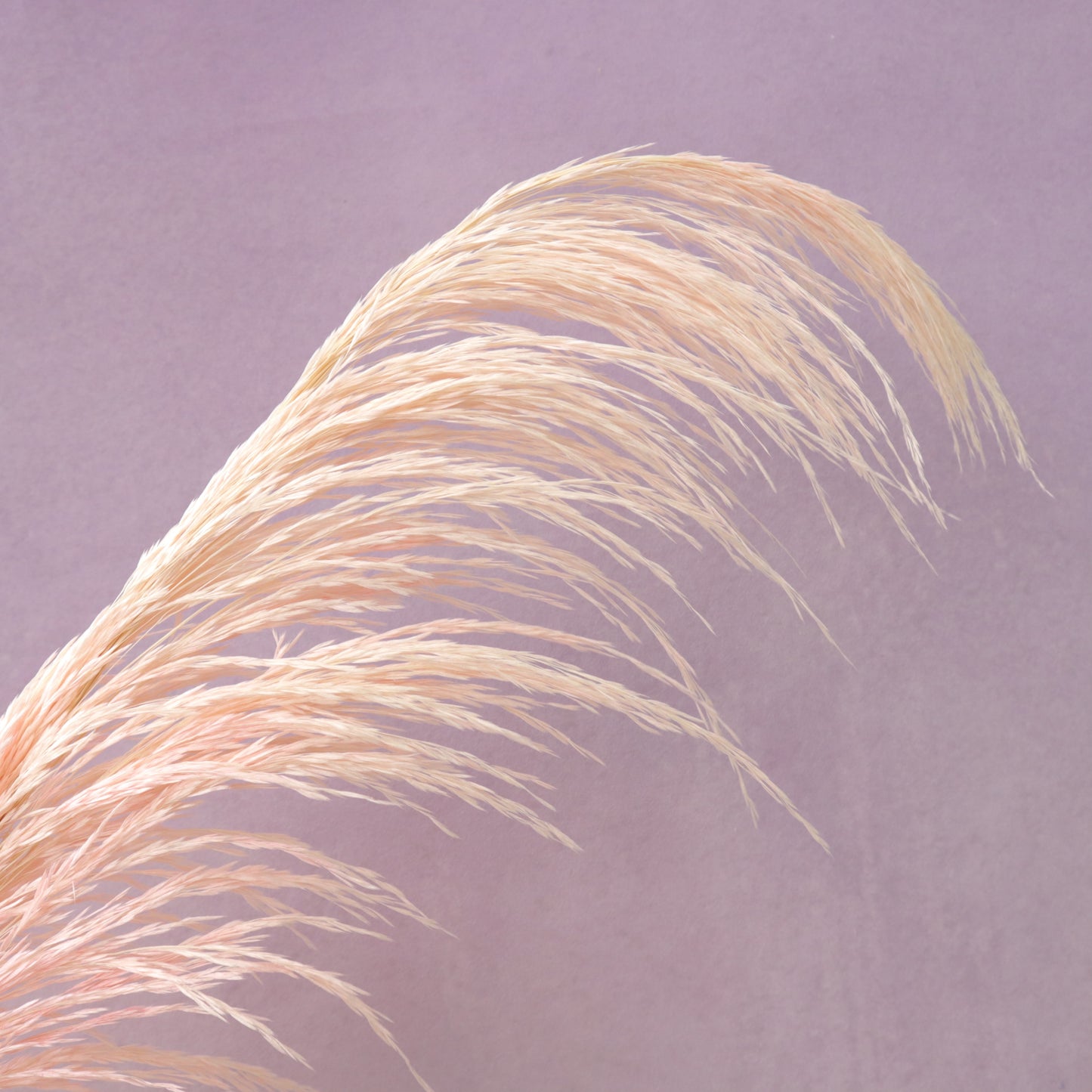 One Side Hanging Pampas Pale Pink